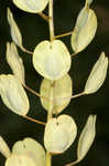 Field pennycress